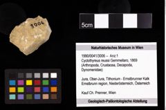 Foto (Objekt + Etiketten) von Cyclothyreus reussi (Gemmellaro, 1869) 